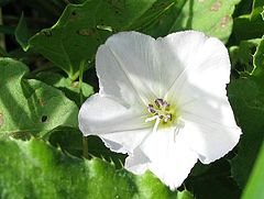 photo "Floret"