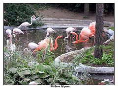 photo "flamingos"