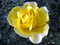 photo "Yellow and white"