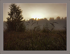 photo "Tears of night"