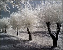 photo "Wierzby"
