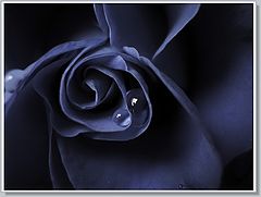 photo "The sad midnight rose"