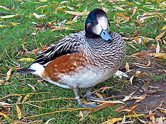photo "Colorful duck"