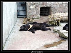 фото "мишки после обеда"