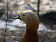 photo "Portrait a duck"
