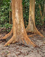 photo "Root Privileges"
