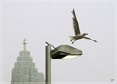 photo "About birds and people - 8"