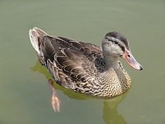 photo "looking for kids"