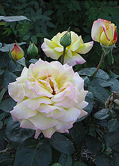 photo "Rozes"