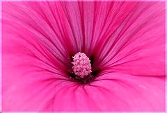 фото "Pink"