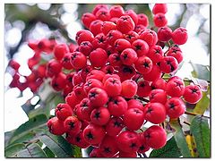 photo "Рябина (Sorbus aucuparia L.)"