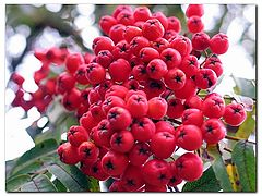 фото "Рябина (Sorbus aucuparia L.)"