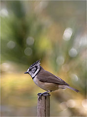 photo "Parus Cristatus 3"