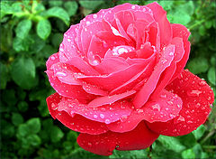 photo "Pretty rose))"