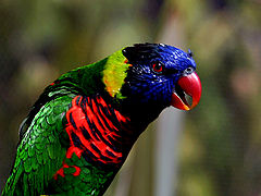 фото "Tropical bright colored"