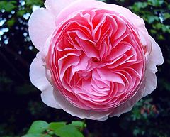 фото "Rose"Geoff Hamilton""