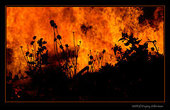 фото "Fire"