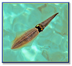 photo "The Squid"