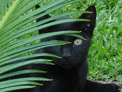 фото "hidden...."