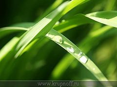 photo "***"