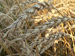 photo "Bread to all a head"