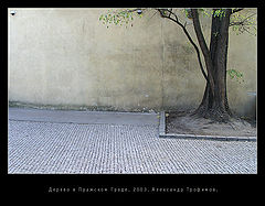фото "Дерево."