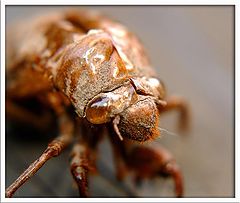 фото "Insect Shell"