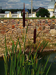 photo "Cane"