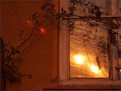 photo "amber"