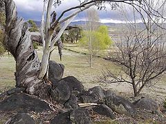 photo "More than just a tree"