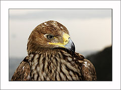 photo "Predator"