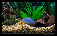 фото "Blue Fish"