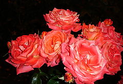 фото "roses"