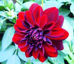 фото "Dahlia "Arabian Nights""