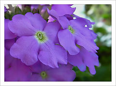 photo "Untitled photo"