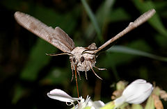 photo "Flying Elefant"