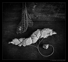 photo "About Survivability of Our Chimeras"