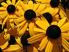 фото "Yellow flower"