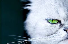 photo "beast of prey"