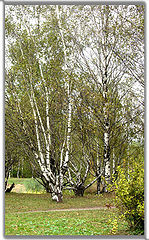 фото "Берёзки"