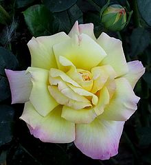 photo "Roses - another variant"