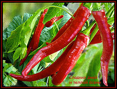 photo "Tasty and sweet"