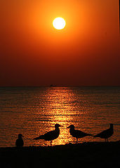 photo "..."