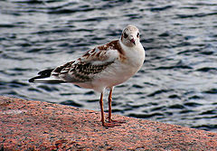 photo "I pose only for bread!"