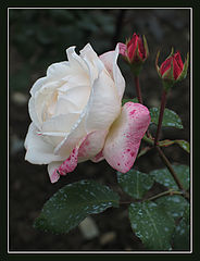 photo "Rose"