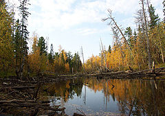 photo "Taiga marsh"
