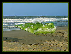 фото "Magic carpet"