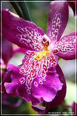 фото "The Orchid"