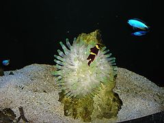 фото "Подводный мир... (2)"