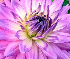 фото "Dahlia"